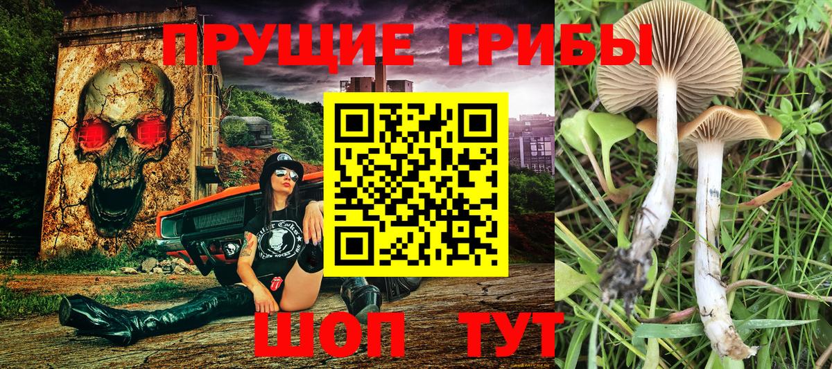 Псилоцибиновые грибы мицелий  Вход с VPN  Канаш 